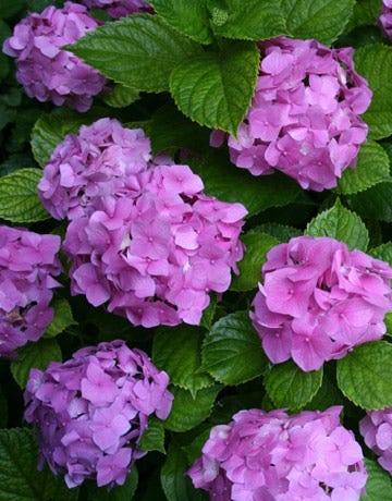 pruning hydrangeas