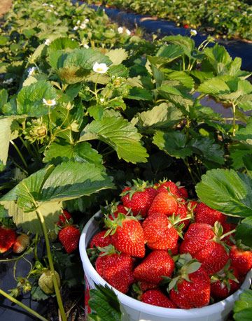 Containing Strawberry Plants