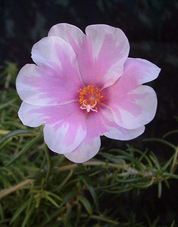 Moss Roses Portulaca Moss Roses Portulaca