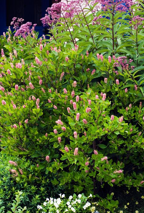 clethra