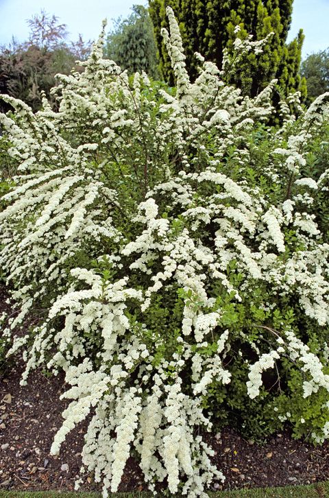 spiraea