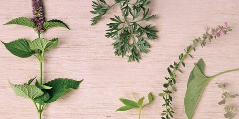 various herbs displayed on a wood background