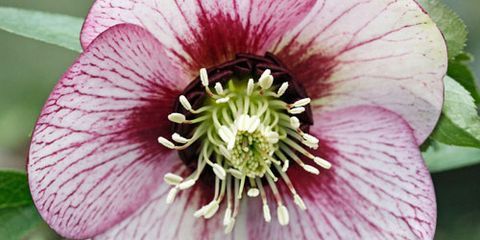 Hellebore Plant and Flower Var   ieties - Growing Hellebores