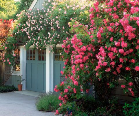 garage with climbing roses