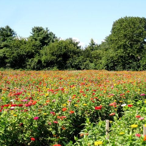 Featured image of post Wildflower Fields In Pennsylvania - Much of the area of soldiers delight contains a serpentine barren that contains a number of rare and endangered species of plants.