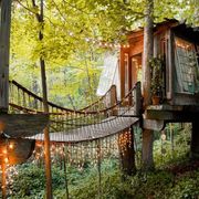 Nature, Tree, Natural landscape, Natural environment, Forest, Tree house, House, Leaf, Biome, Woodland, 
