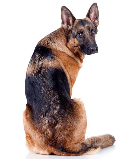 Dog breed, Brown, Skin, Dog, Carnivore, Jaw, Snout, Fawn, Liver, Beige, 