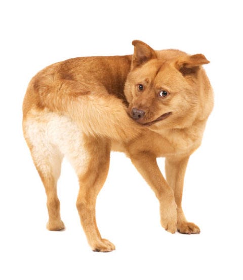 Can Dogs Get Arthritis In Their Tail Can Dogs Get Arthritis In Their Tail