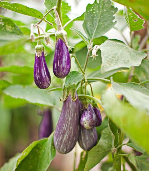 eggplants on vine