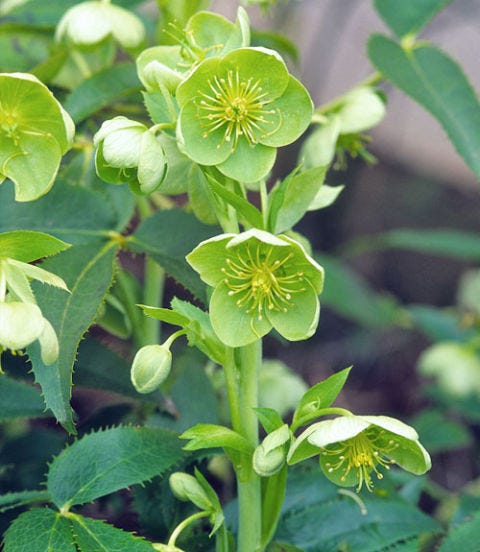 Blooms in Green Bouquet