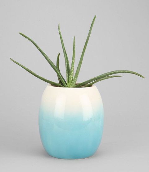 Blue, Green, Flowerpot, Teal, Aqua, Turquoise, Botany, Azure, Vase, Still life photography, 