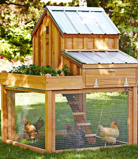 Best Chicken Coop Designs Most Amazing Chicken Coops