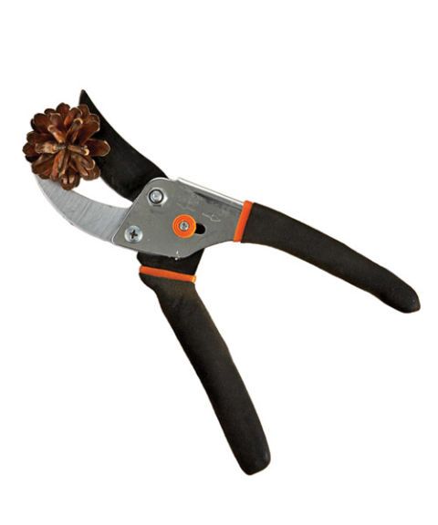 clippers with pinecone