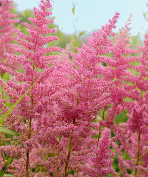 plant combinations planning a