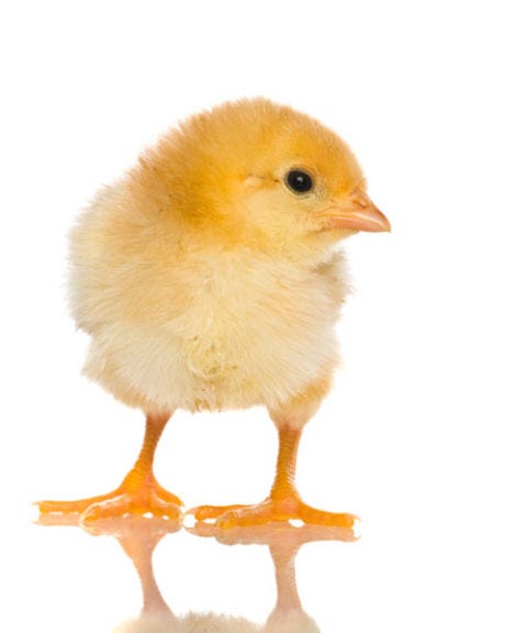 animal questions wacky animals