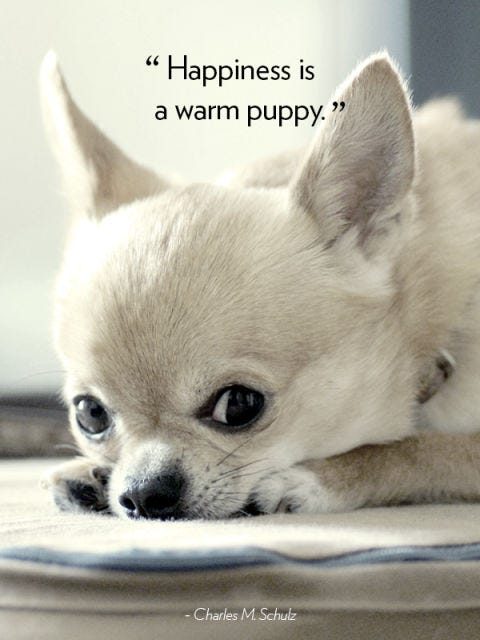20 Cute Dog Love Quotes - Puppy Sayings and Dog Best Friend Quotes