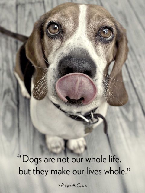 20 Cute Dog Love Quotes - Puppy Sayings and Dog Best Friend Quotes