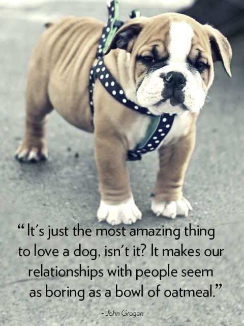 20 Cute Dog Love Quotes - Puppy Sayings and Dog Best ...