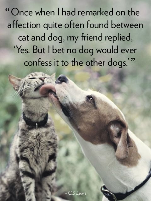 20 Cute Dog Love Quotes - Puppy Sayings and Dog Best Friend Quotes