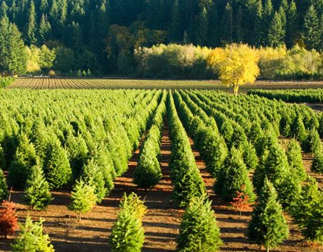 Environmental Impact of Christmas Tree Farming