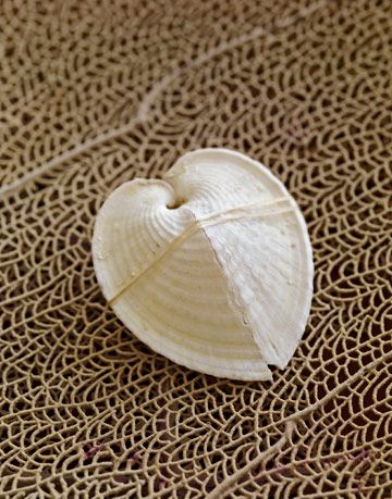 shell on a sea fan