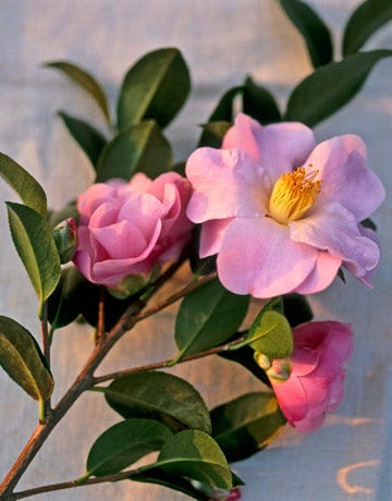Camellias Winter Blooming Flowers