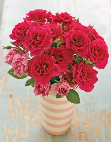 pink flowers in striped pink vase