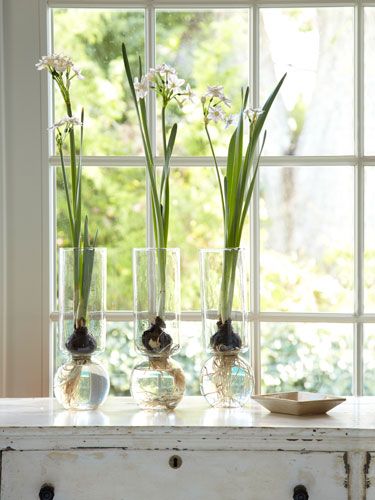 3 Flowers To Force Indoors Winter Gardening And Decorating