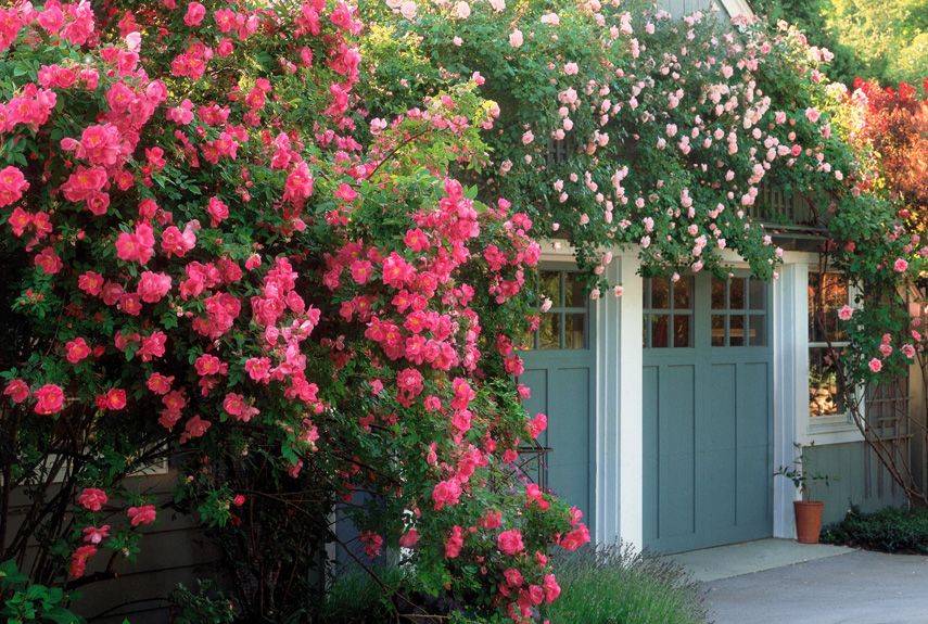 How To Grow A Rose Garden Gardening Tips