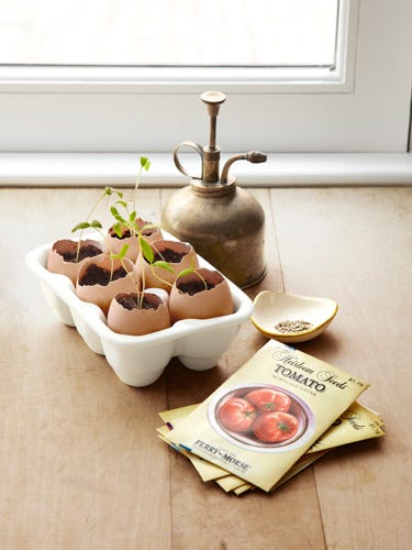 5-Minute Craft: How to Sprout Seeds from Eggshells