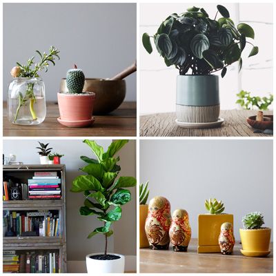Flowerpot, Shelf, Houseplant, Green, Plant, Shelving, Room, Furniture, Flower, Cactus, 