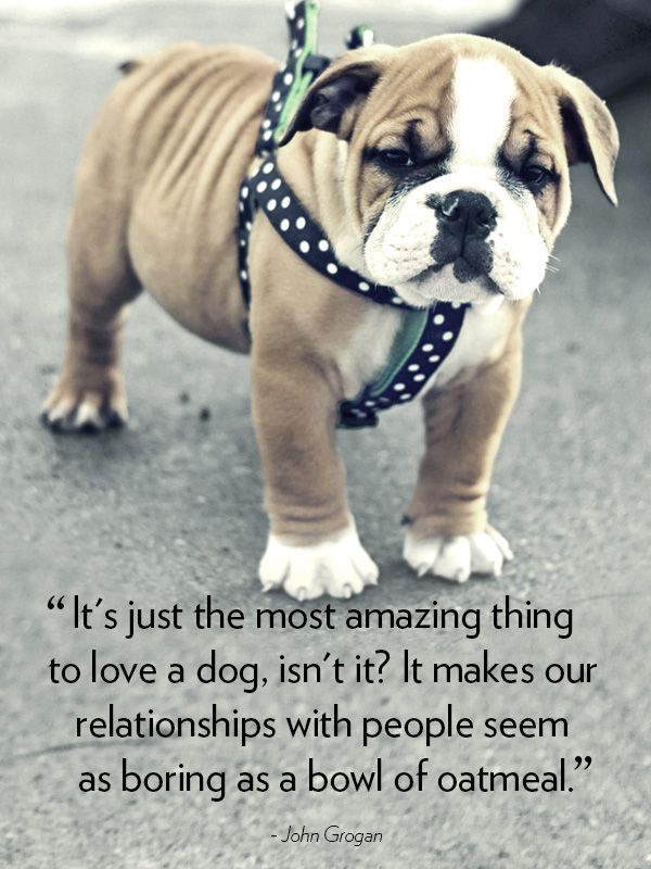 dog love quotes