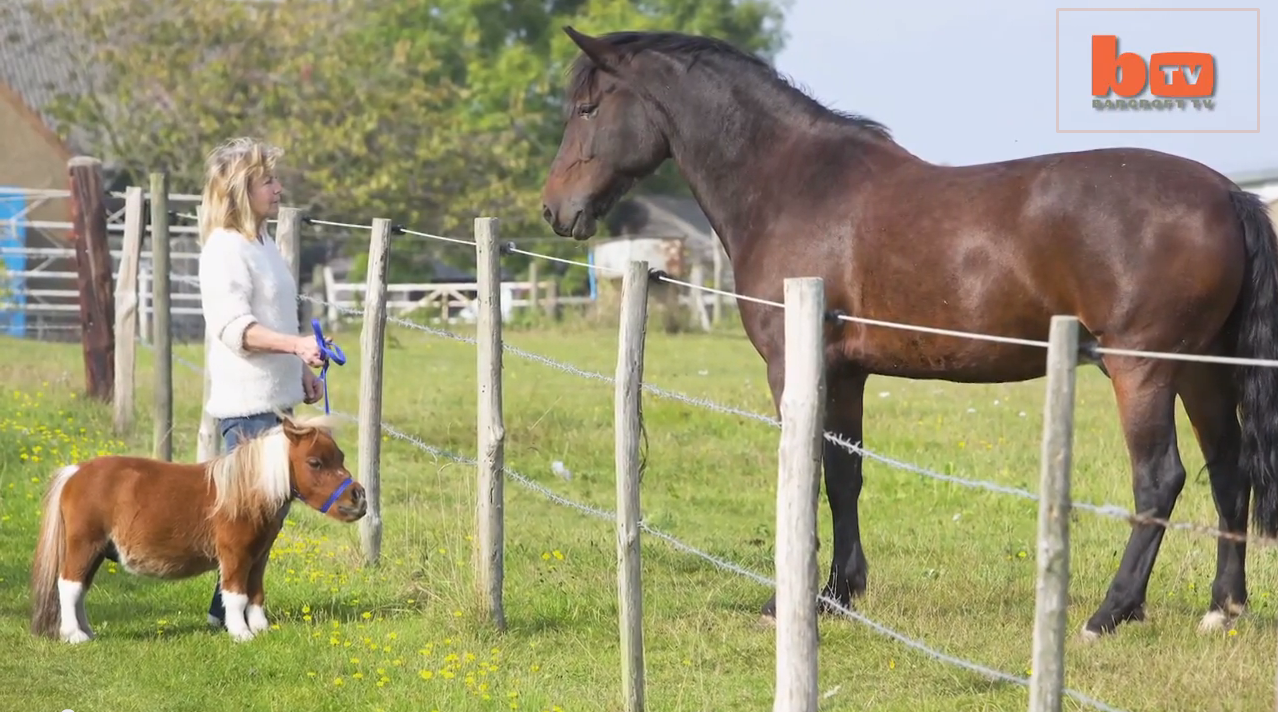 hobby horse adorable ponies