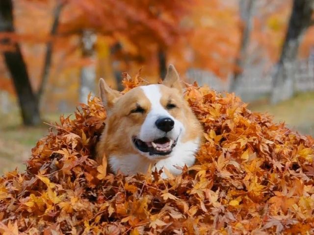 14 Corgis Excited for Fall - Most 