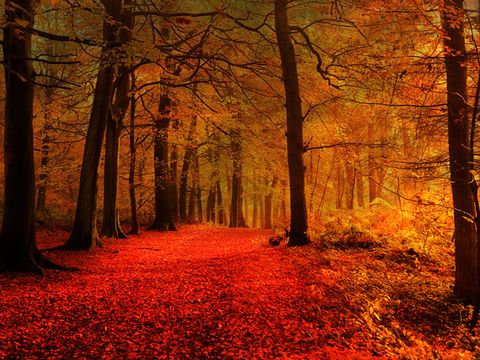 15 Stunningly Surreal Autumn Paths Beautiful Fall Photos