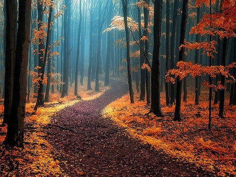 15 Stunningly Surreal Autumn Paths Beautiful Fall Photos 15 Stunningly Surreal Autumn Paths Beautiful Fall Photos