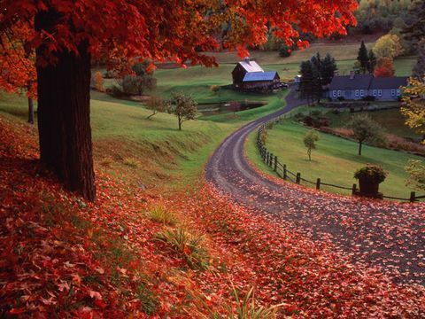 15 Stunningly Surreal Autumn Paths - Beautiful Fall Photos