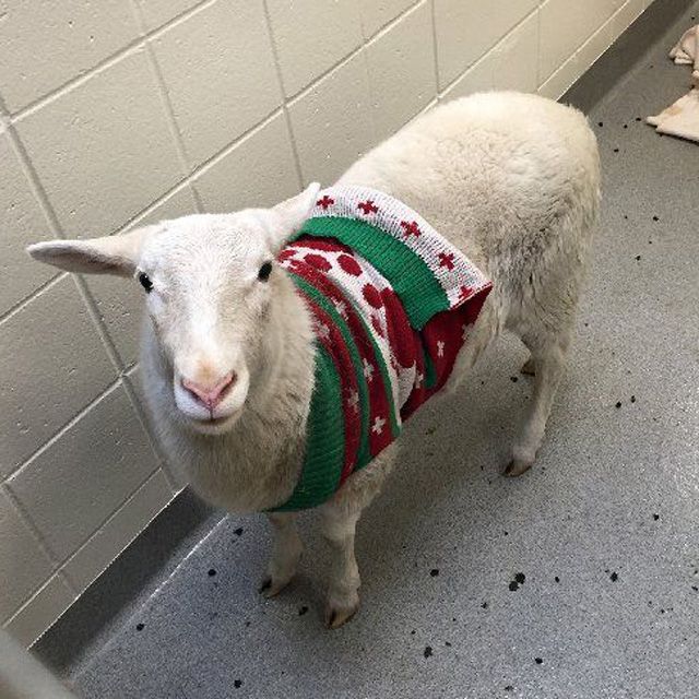 sheep wearing sweaters