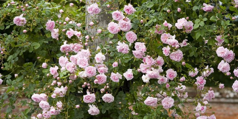 Best Climbing Roses - Landscaping with Climbing Roses