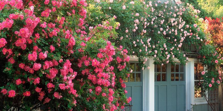 6 Easy Steps for Growing a Romantic Rose Garden