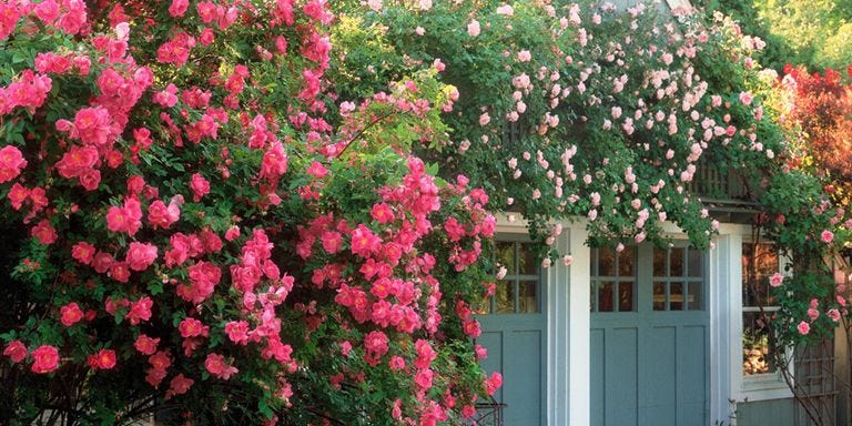 How To Grow A Rose Garden Gardening Tips How To Grow A Rose Garden Gardening Tips, How To Make A Rose Garden Design
