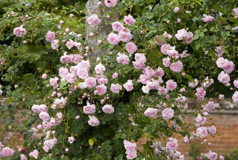 Best Climbing Roses Landscaping With New Dawn Rose The Best Climbing Roses