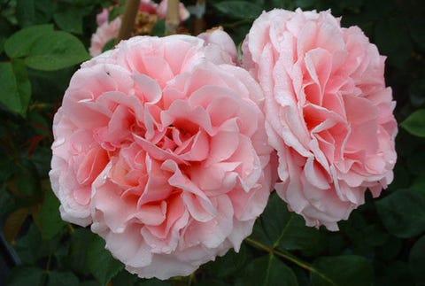 Best Climbing Roses Landscaping With Climbing Roses
