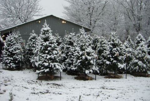 Branch, Winter, Freezing, Tree, Snow, Twig, House, Evergreen, Home, Precipitation, 