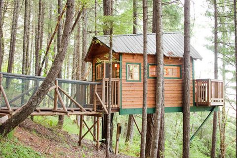 Wood, Plant, Woody plant, Rural area, Forest, Tree house, Trunk, Human settlement, Log cabin, Woodland, 