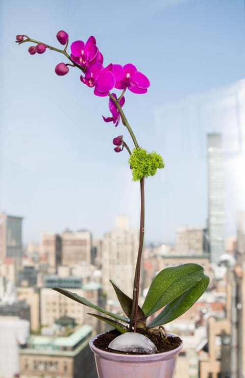 15 Gorgeous Flower Tricks That Will Blow Your Mind