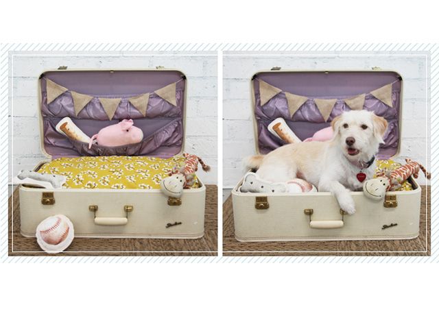 frame, canidae, french bulldog, bull terrier, dog crate, dog bed, pet bed