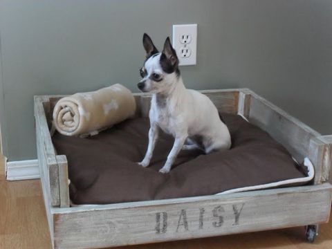 dog breed, canidae, dog, companion dog, dog bed, furniture, carnivore, fawn, french bulldog, non sporting group, dog crate, dog bed, pet bed
