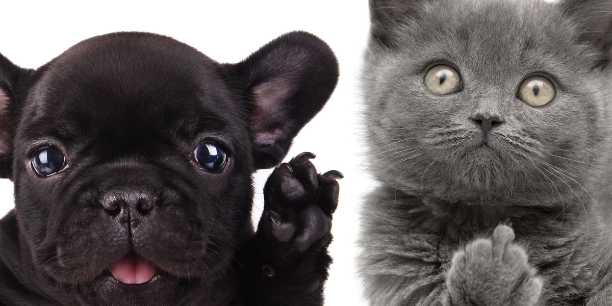17 redenen waarom katten beter dan honden