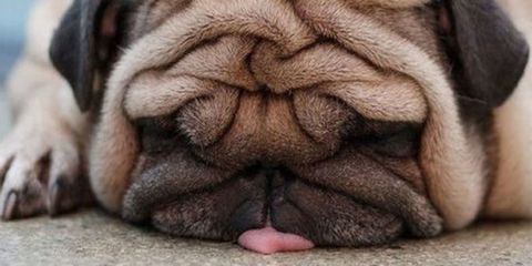 Skin, Dog, Carnivore, Mammal, Dog breed, Wrinkle, Snout, Fawn, Close-up, Canidae, 